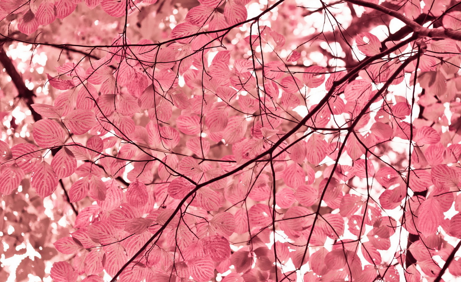 albero, natura, le foglie