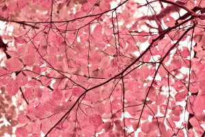 feuilles, la nature, arbre