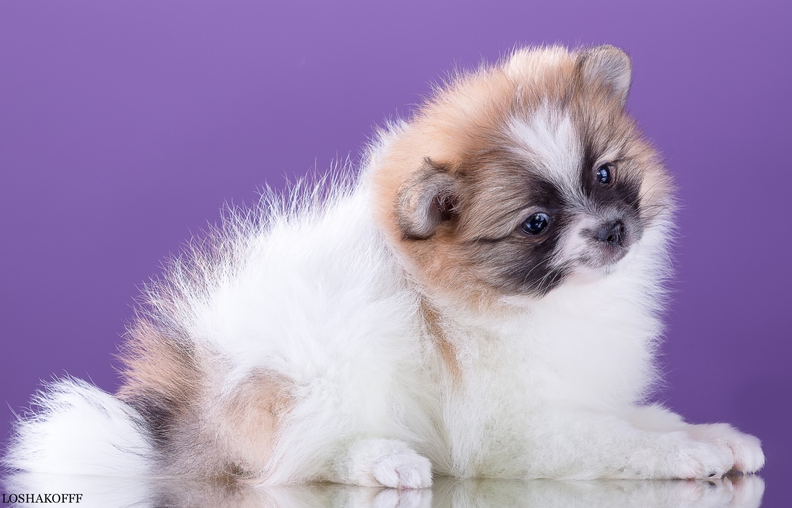 schattig, gevlekte, keeshond