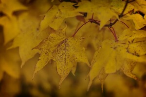 Herbst, Ast, Blätter, Gelb