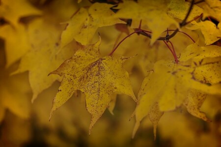 l'automne, branche, feuilles, Jaune