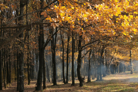 outono, floresta, neblina, folhas, árvores, amarelo