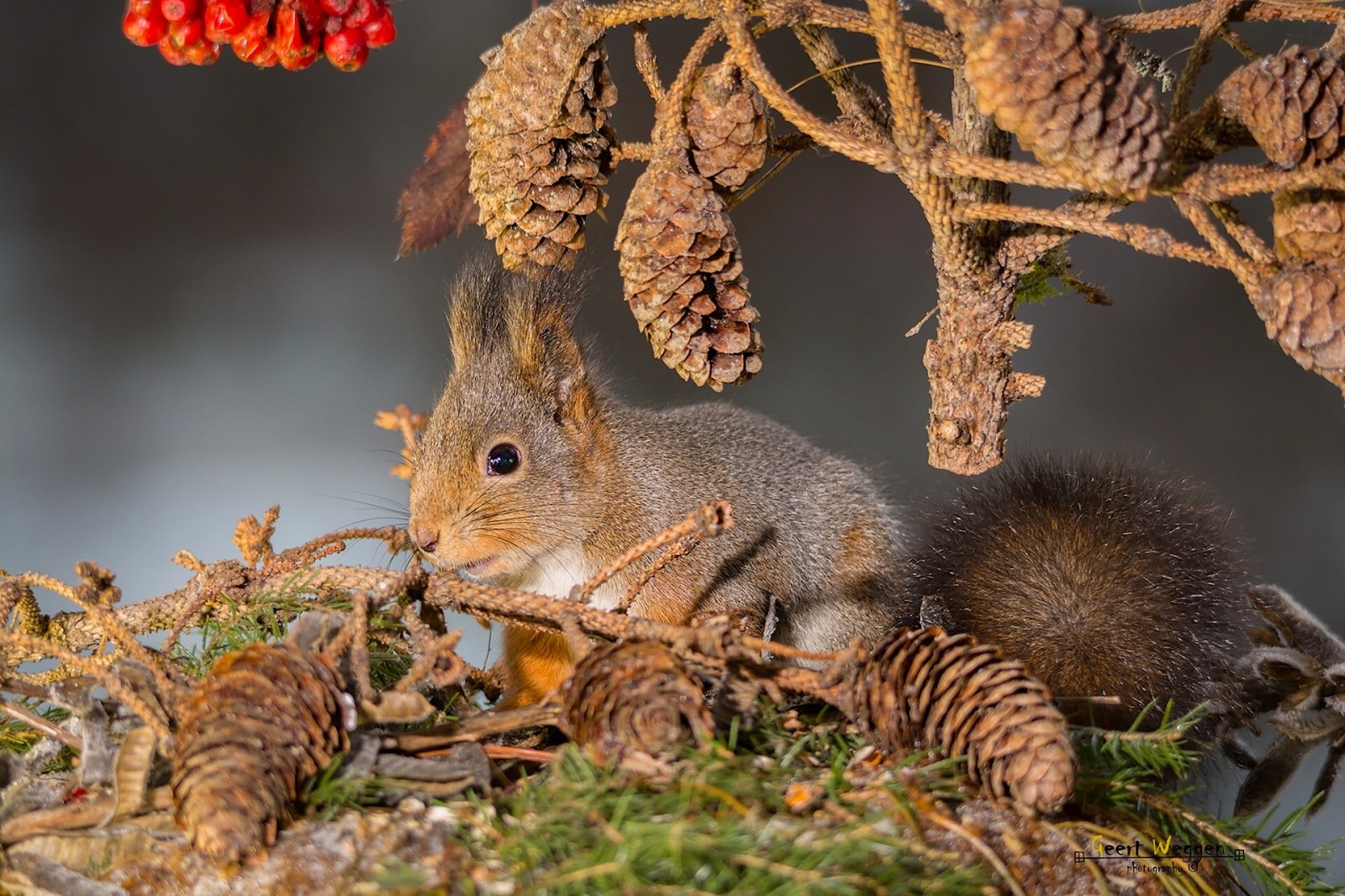 branches, bumps, protein