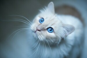 yeux bleus, birman, Regardez, moustache, museau