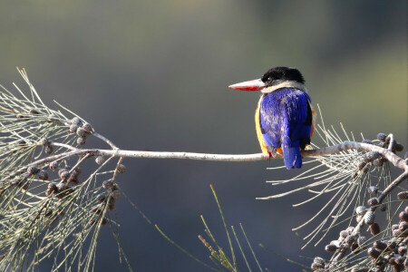 le bec, oiseau, branche, plumes, Kingfisher, queue