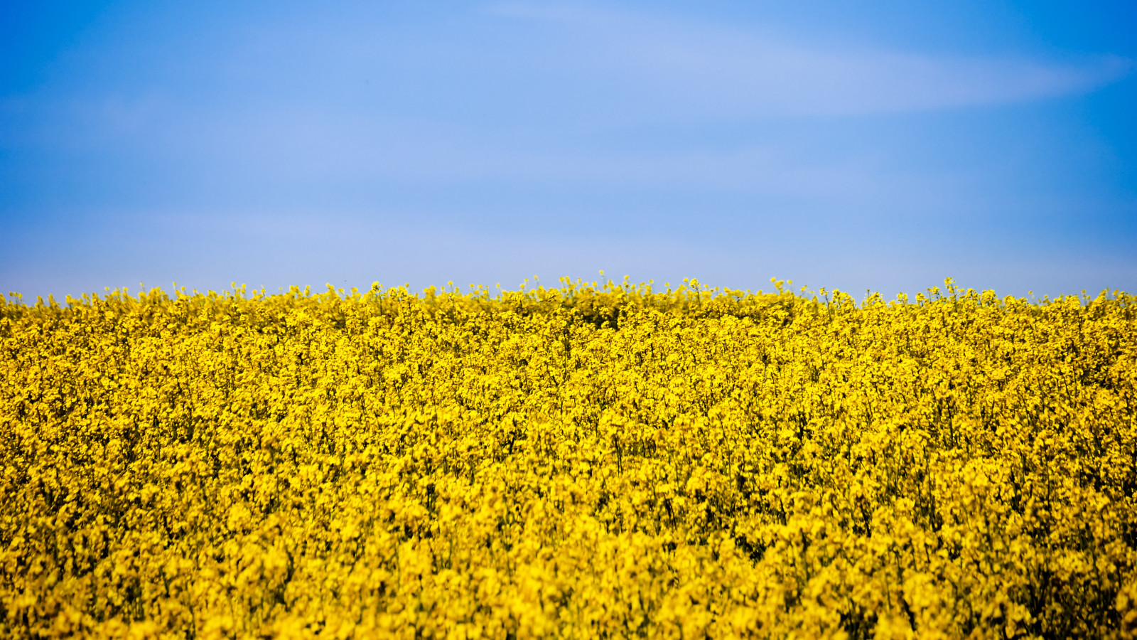 o céu, flores, campo de flores