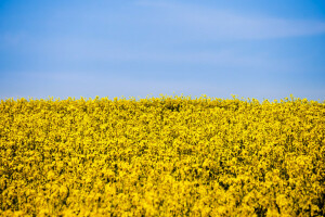 field of flowers, flowers, the sky