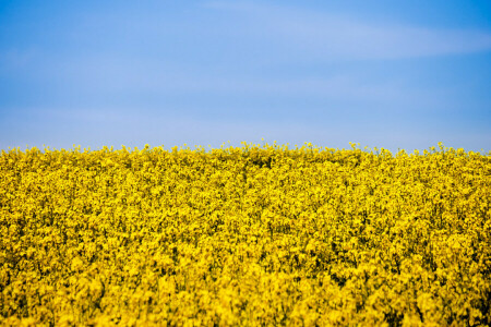 veld met bloemen, bloemen, de lucht