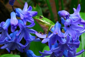 fleurs, grenouille, jacinthes, macro, rainette, rainette