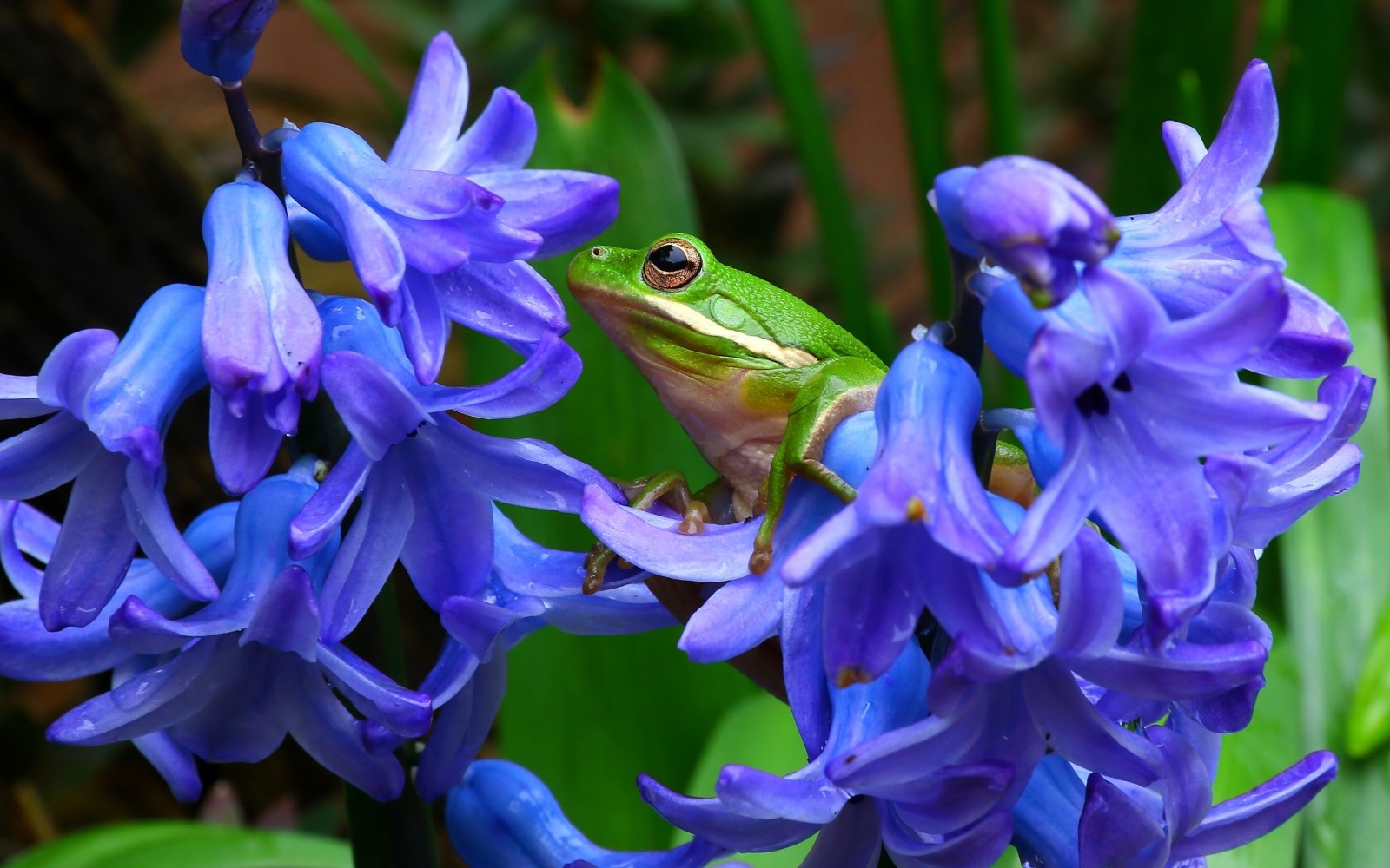 macro, flowers, frog, hyacinths, tree frog, treefrog