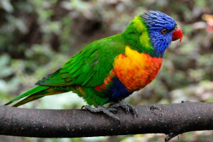 oiseau, branche, Couleur, plumes, perroquet