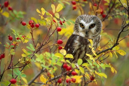 vogel, wilde roos, Brits Colombia, Canada, uil