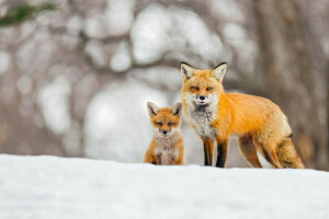 fundo, bokeh, Raposa, neve, inverno