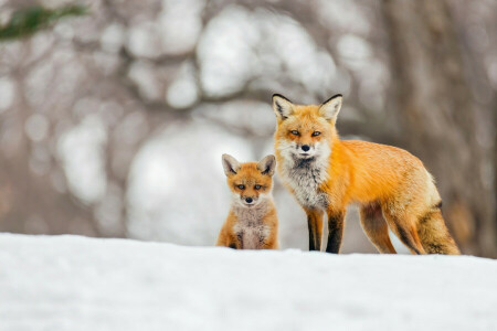 antecedentes, bokeh, zorro, nieve, invierno