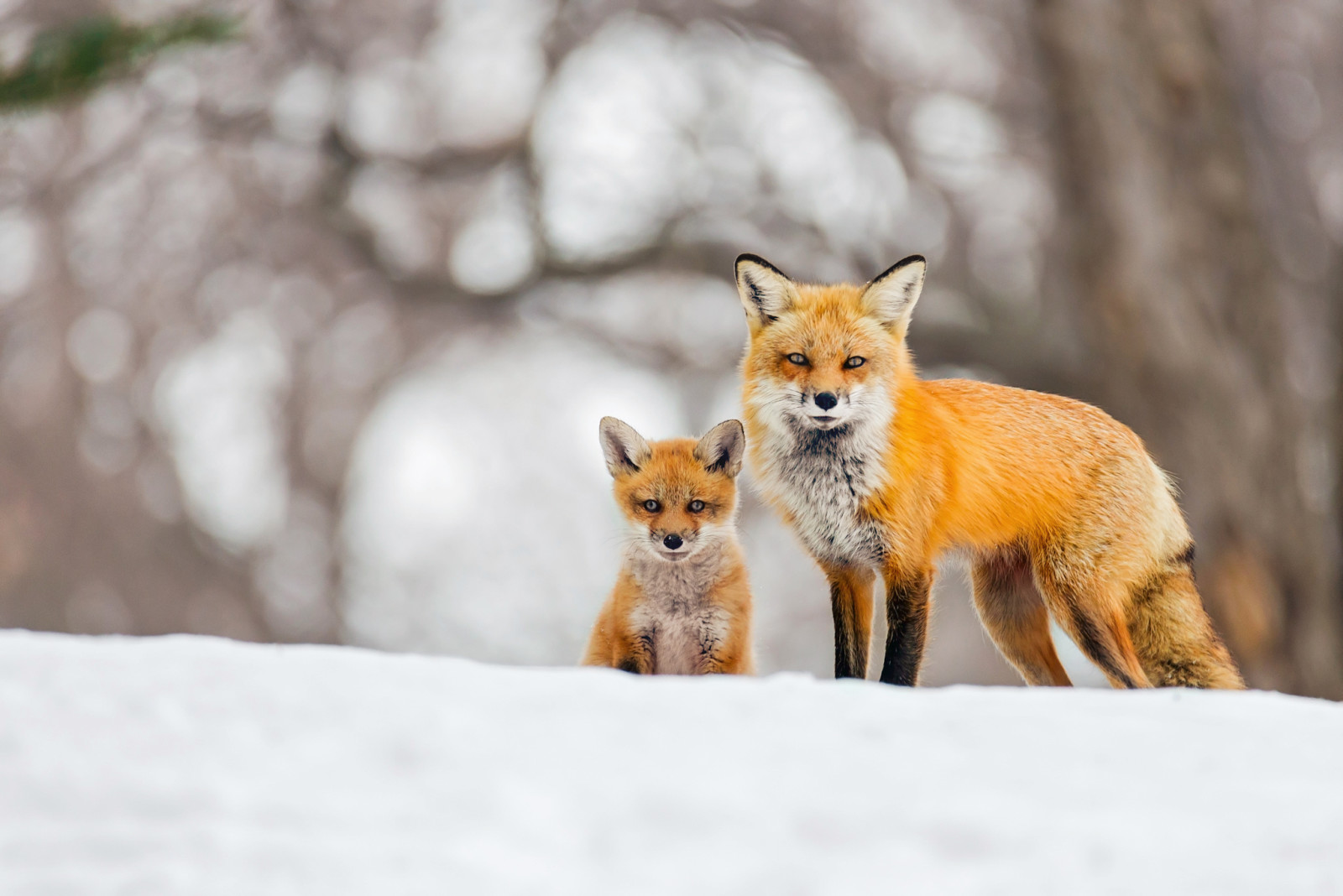 Schnee, Hintergrund, Bokeh, Winter, Fuchs