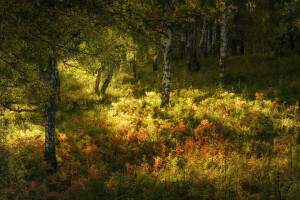 otoño, abedul, bosque, césped, el sol, arboles