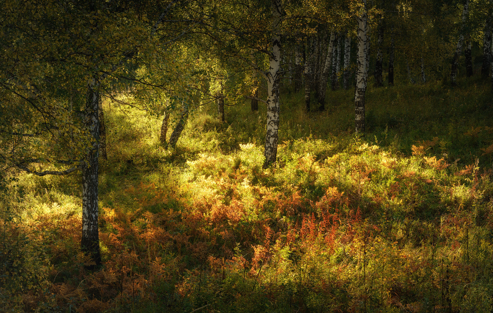 höst, skog, gräs, träd, solen, björk