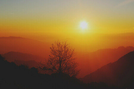 horizon, Sunrise, the sky, the sun, tree