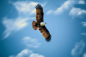 Adler, Flug, Jagd, der Himmel, Flügel