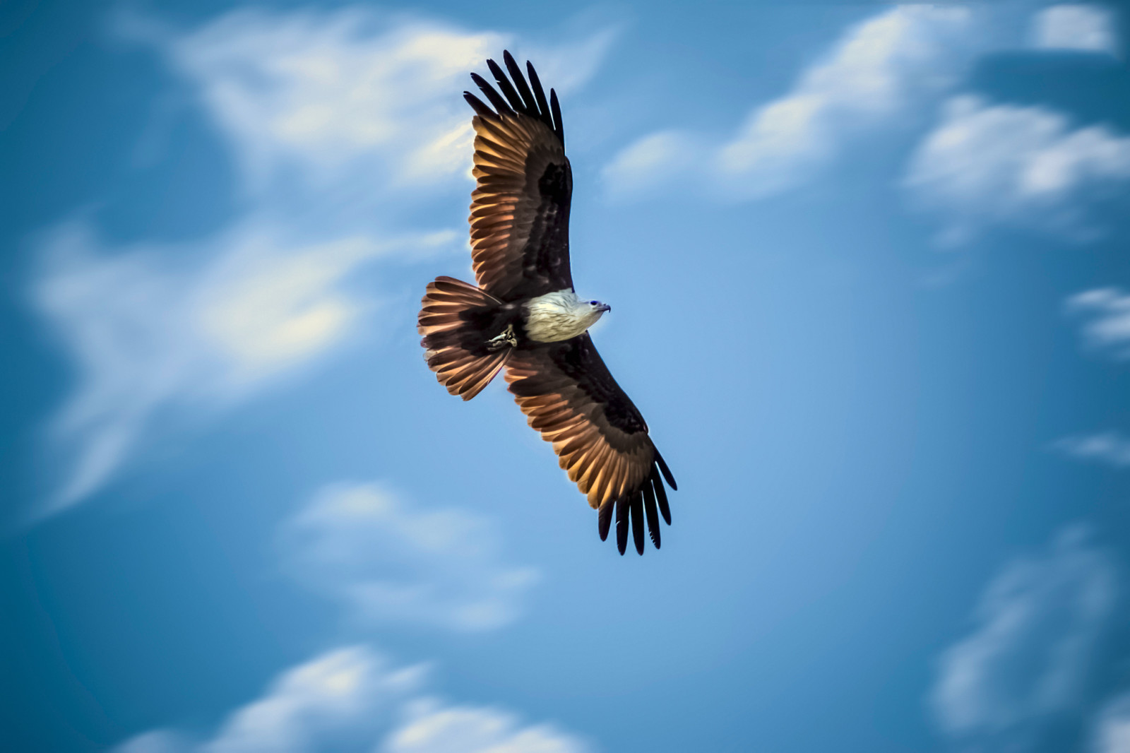 el cielo, vuelo, alas, caza, Águila