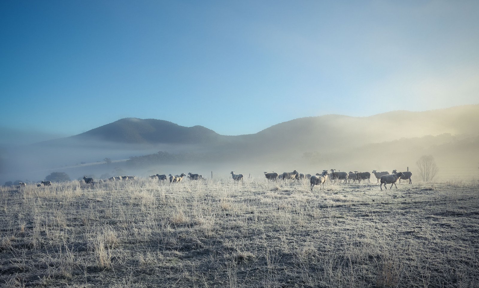 nature, morning, sheep, fog