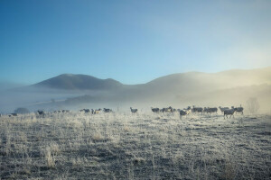 brouillard, Matin, la nature, mouton