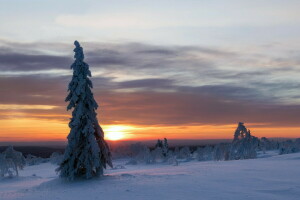 solnedgång, träd, vinter-