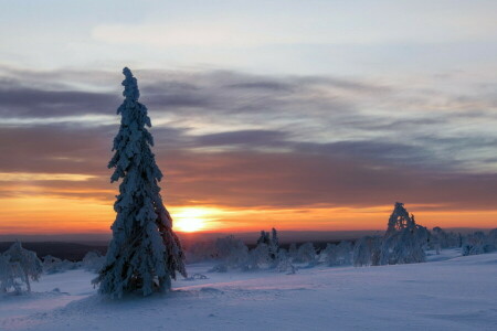 solnedgång, träd, vinter-