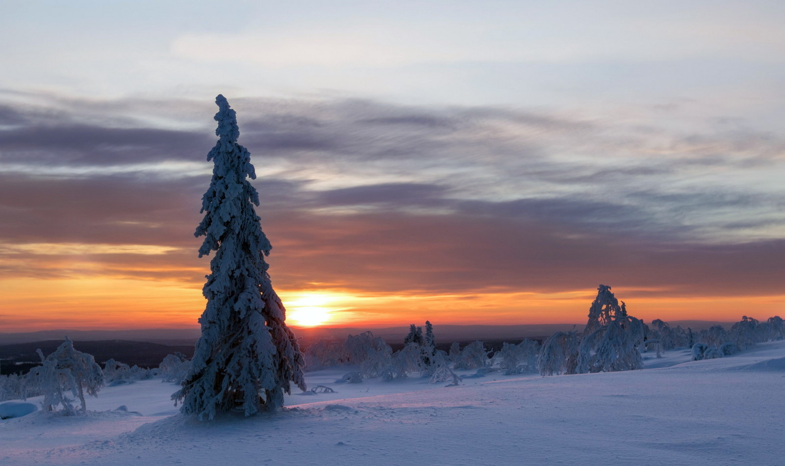 tre, solnedgang, vinter