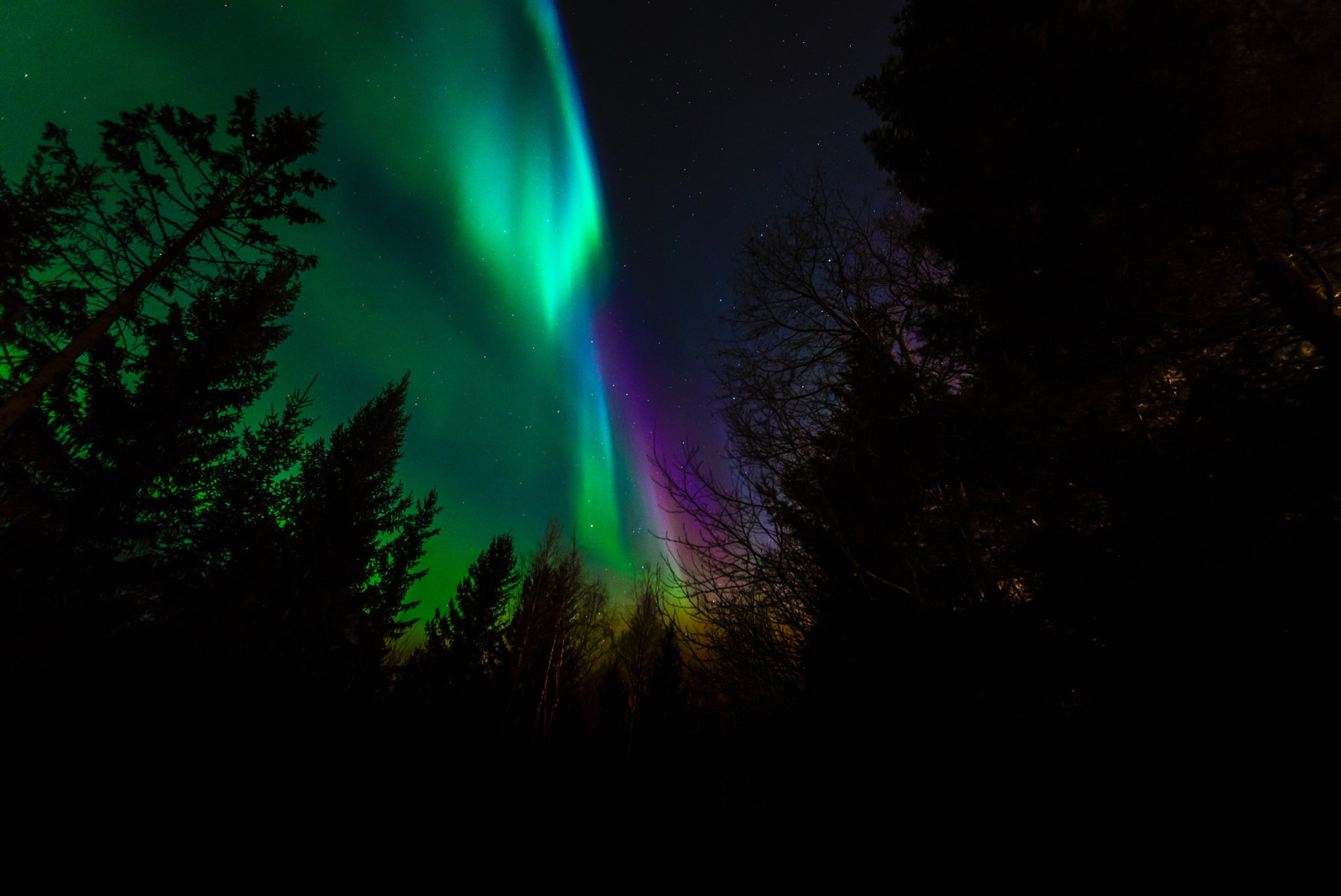 bomen, nacht, Noorwegen, Noorderlicht