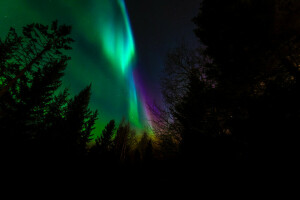 nuit, Northern Lights, Norvège, des arbres