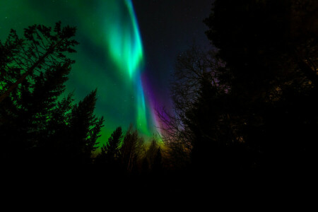 night, Northern Lights, Norway, trees