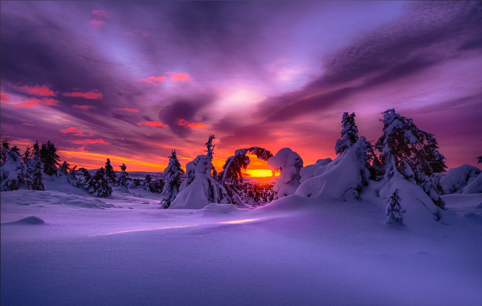 snø, skog, natur, vinter, soloppgang