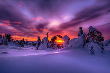 soloppgang, skog, natur, snø, vinter