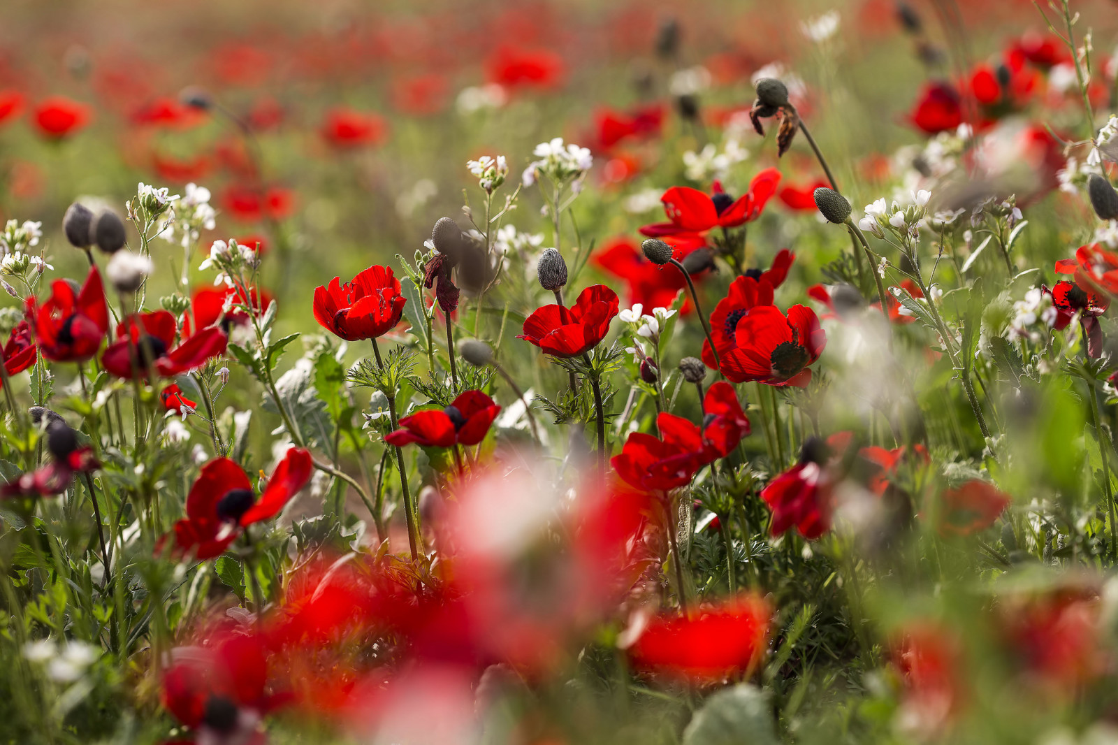 natuur, zomer, bloemen, Maki