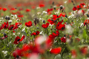 blomster, Maki, natur, sommer