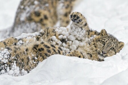 cub, face, fur, IRBIS, lies, paw, predator, snow