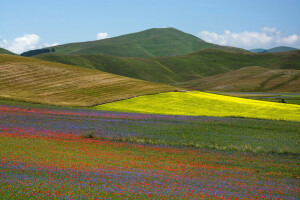 campo, flores, Relva, Itália, Maki, Prado, montanhas, natureza