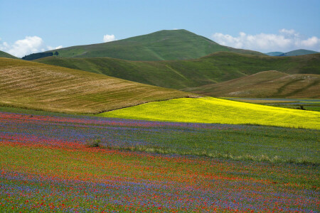 Feld, Blumen, Gras, Italien, Maki, Wiese, Berge, Natur