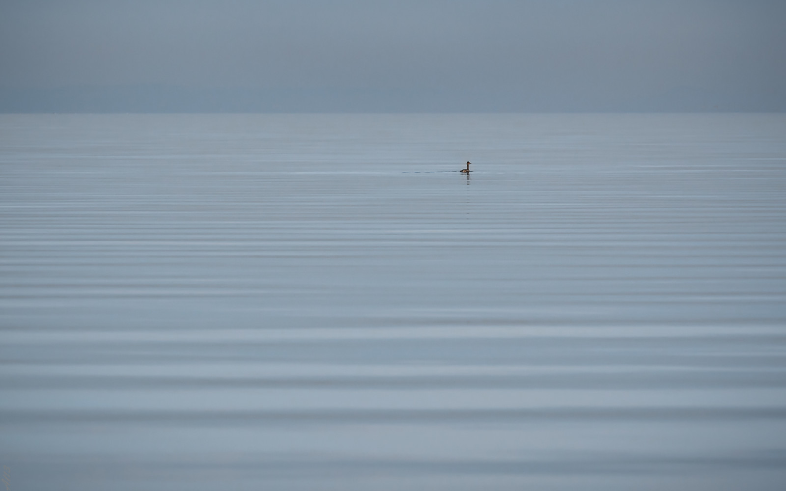 luonto, järvi, lintu