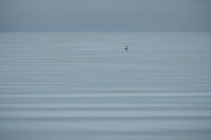 bird, lake, nature