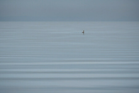 vogel, meer, natuur