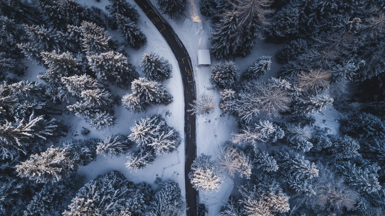 foresta, natura, inverno, strada, alberi, la vista dall'alto