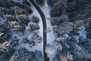 skog, natur, vei, utsikten fra toppen, trær, vinter