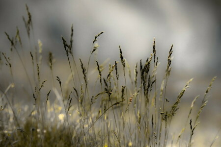 grass, macro, nature