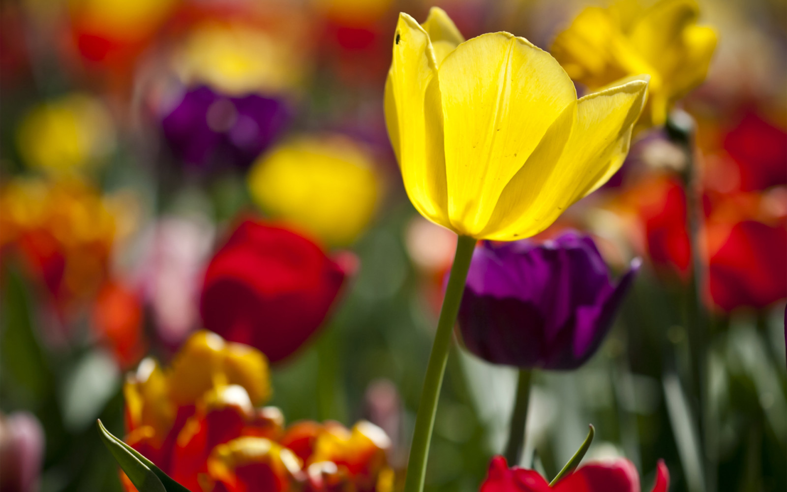 Blumen, Tulpen, viel, farbig, Sonnig