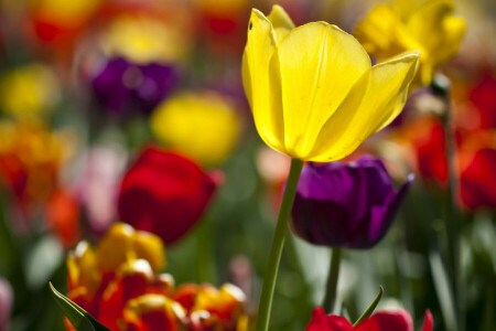 mycket, färgad, blommor, Solig, tulpaner