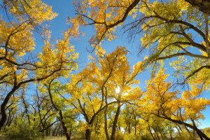 otoño, hojas, el cielo, el sol, arboles