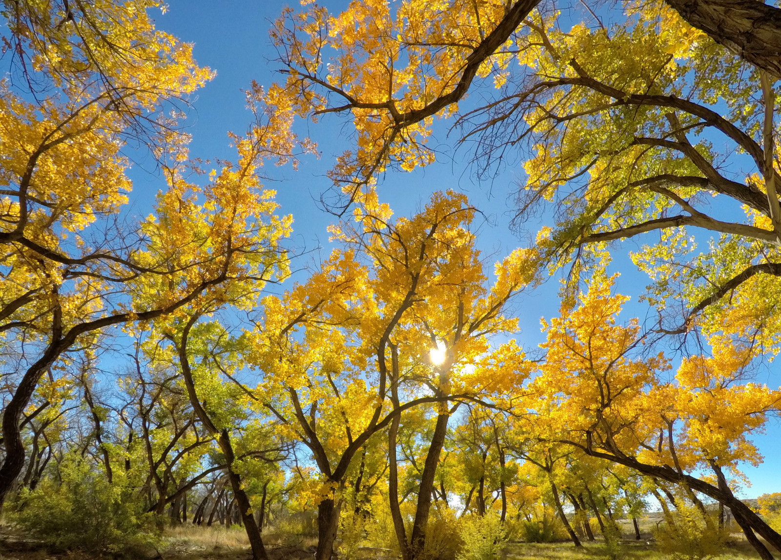 l'automne, Le ciel, des arbres, feuilles, le soleil