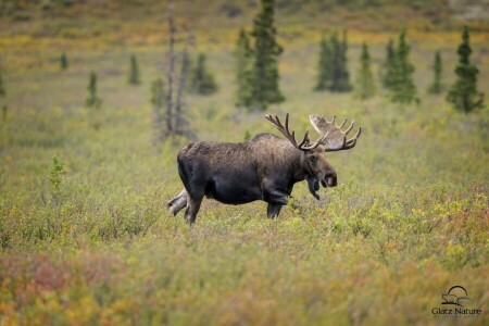 face, horns, moose, power